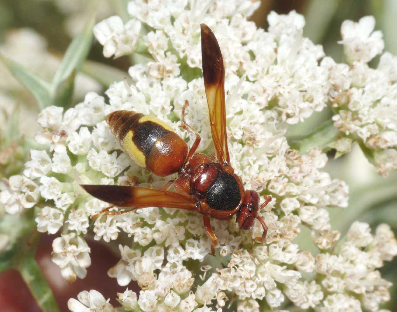 La rossa delle antenne fragili: Rhynchium oculatum